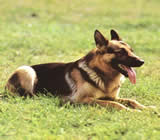 Adestramento de cães em Bauru