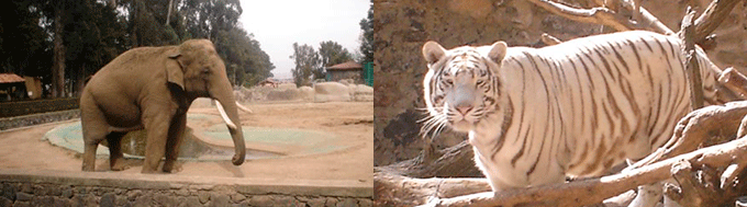 Zoo Municipal de Bauru