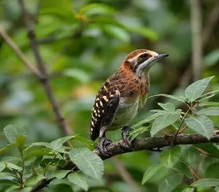 registros de animais silvestres em áreas urbanas