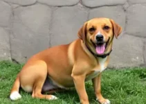 Programa Amigo Caramelo