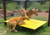 Zoo de Bauru