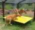 Zoo de Bauru