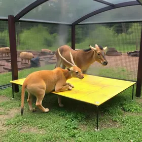 Zoo de Bauru