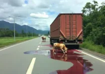 tombamento de carreta na Marechal Rondon