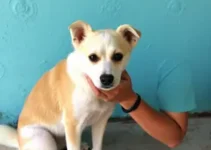Programa ‘Amigo Caramelo’